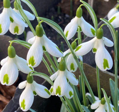 Galanthus 'Trumps'
